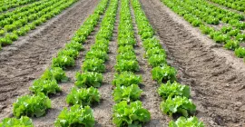 photodune-1384091-lettuce-field-l.jpg