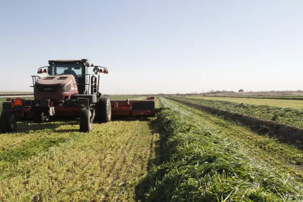 MM 890 S_Action_Windrow Rear.JPG