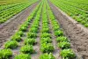 photodune-1384091-lettuce-field-l.jpg